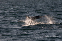 Gray Whales, Long Beach CA 18