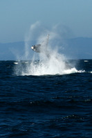 Whale tails, Channel Islands CA 3