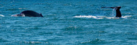 Whale tails, Channel Islands CA 1