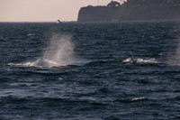 Gray Whales, Long Beach CA 03