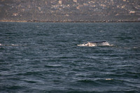 Gray Whales, Long Beach CA 06