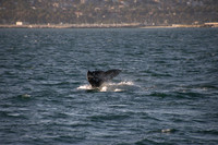 Gray Whales, Long Beach CA 11