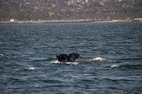 Gray Whales, Long Beach CA 12