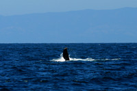 whales