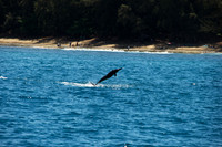 Spinner Dolphins, Na Pali Coast, Kauai HI 6