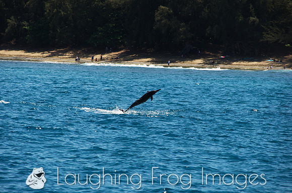 Spinner Dolphins, Na Pali Coast, Kauai HI 6