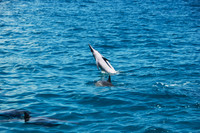 Spinner Dolphins, Na Pali Coast, Kauai HI 4