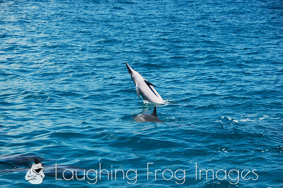Spinner Dolphins, Na Pali Coast, Kauai HI 4