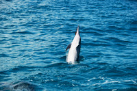 Spinner Dolphins, Na Pali Coast, Kauai HI 3