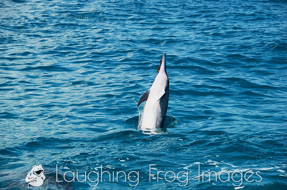 Spinner Dolphins, Na Pali Coast, Kauai HI 3