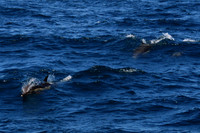dolphins