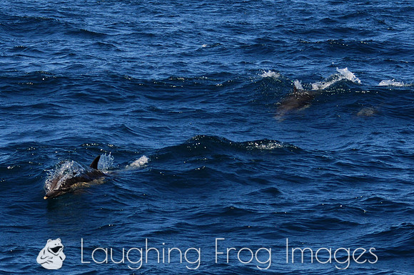 Dolphins, Channel Islands CA 2