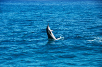 Spinner Dolphins, Na Pali Coast, Kauai HI 5