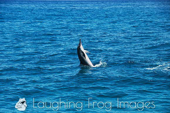 Spinner Dolphins, Na Pali Coast, Kauai HI 5