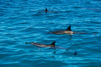 Spinner Dolphins, Na Pali Coast, Kauai HI 2