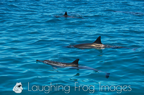 Spinner Dolphins, Na Pali Coast, Kauai HI 2