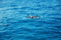 Spinner Dolphins, Na Pali Coast, Kauai HI 1