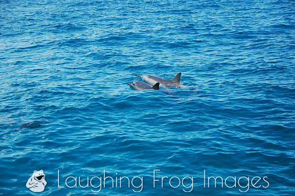 Spinner Dolphins, Na Pali Coast, Kauai HI 1
