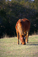 The horses of Assateague Island, Maryland 4