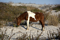 The horses of Assateague Island, Maryland 14