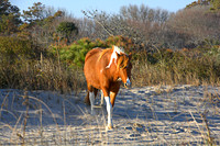 The horses of Assateague Island, Maryland 18