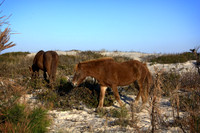 The horses of Assateague Island, Maryland 13