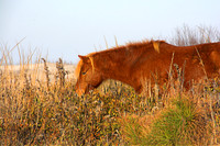 The horses of Assateague Island, Maryland 21