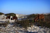 The horses of Assateague Island, Maryland 12
