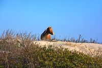 The horses of Assateague Island, Maryland 3