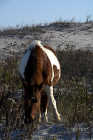 The horses of Assateague Island, Maryland 11