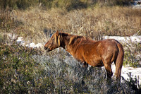 The horses of Assateague Island, Maryland 8