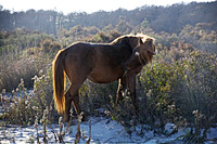 The horses of Assateague Island, Maryland 7