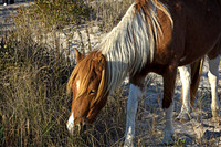 The horses of Assateague Island, Maryland 19