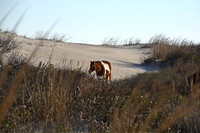 The horses of Assateague Island, Maryland 2