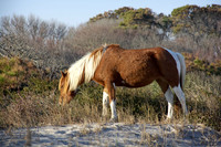 The horses of Assateague Island, Maryland 16