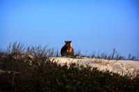 The horses of Assateague Island, Maryland 5