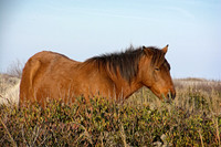 The horses of Assateague Island, Maryland 9