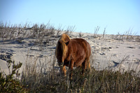The horses of Assateague Island, Maryland 6