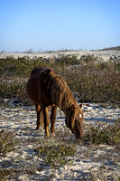 The horses of Assateague Island, Maryland 17