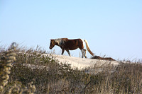 the horses of Assateague