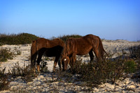 The horses of Assateague Island, Maryland 15