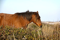 The horses of Assateague Island, Maryland 10