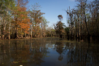 swamps