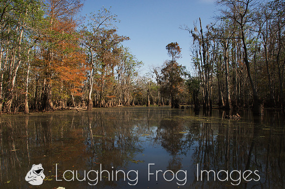 Honey Island Swamp, LA 1