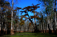 Honey Island Swamp, LA 2
