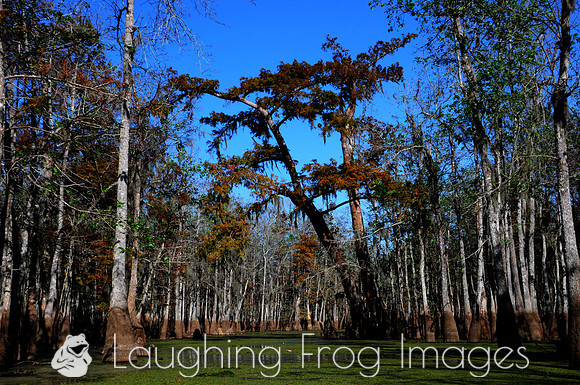 Honey Island Swamp, LA 2