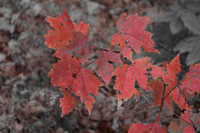 Leafs, Alternative, 1