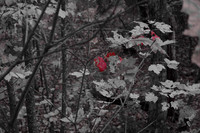 Leafs, Alternative, 2
