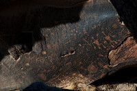Petroglyphs of Petrified Forest N.P. 5