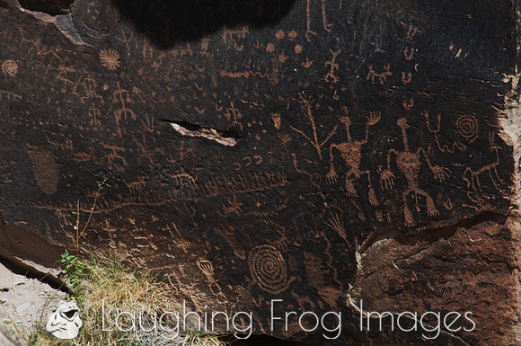 Petroglyphs of Petrified Forest N.P. 8